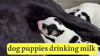 cute dog puppies drinking milk from mother breast