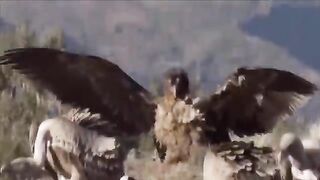 The Most Amazing Eagle Attacks Ever Caught on Camera