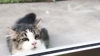 Parrot and cat love ????