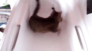 Funny bathing cats = )))