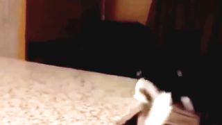Fun with Cats. funny