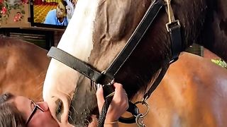 gentle giant horse teaches a neglected horse how to play