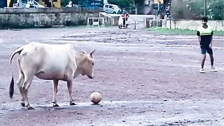 Cow Funny videos. footballers????????