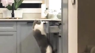Cat's analysis #comedy videos@Funtime24