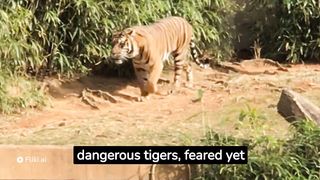 Most dangerous and killer tigers