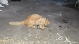 Cat and chicken chick