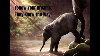Follow Your Dreams 2