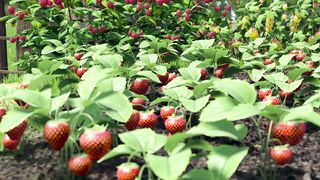 Masha and the Bear Jam Day