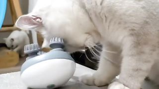Funny Cat Playing videos