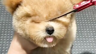 Funny Dogs video Cute dog Funny animals