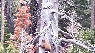 Amazing animals 4