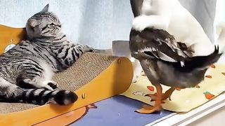 Funny Cat & Dog Funny animals