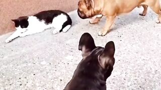 Funny Dogs & Funny cat video Funny animals Funny Pets