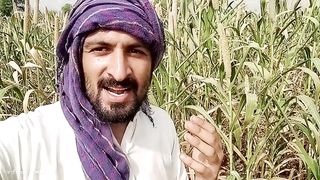 Happy birthday in Desi style