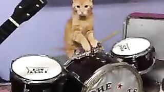 cat band