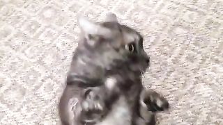 demanding cat