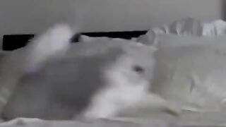 A cat who lost something important