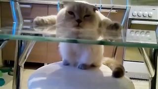 Cat with strange structure