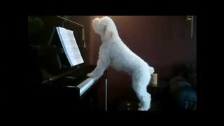 A dog that can pretend to be a pianist