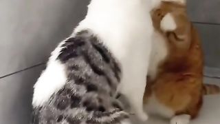 Funny Cat Videos Beautiful Cat funnyvideos 2