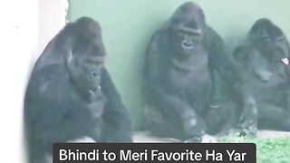 Funny Monkey Viral Video 6