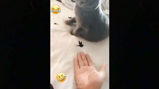 Try not to laugh funny video 3