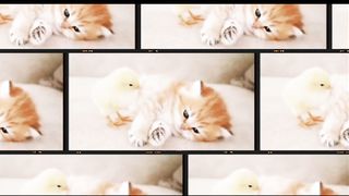 Funny cat  playing with kitten / unseen  funny animals movements