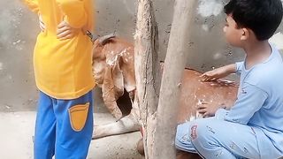 Playing with Goat/ Goat lovers