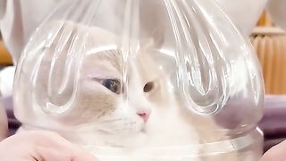 Funny Cat Videos Funny animals funniest cat
