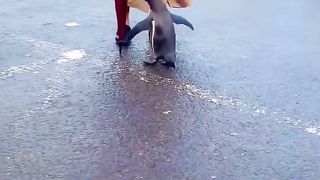 How was your day grandmama?  “Met a penguin in the parking lot and chatted like we go way back ????”