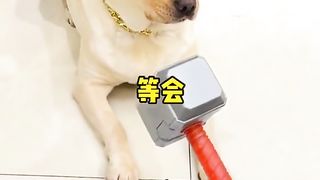 Funny dog 44