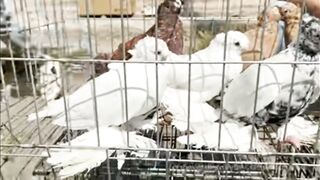 Pigeon 5