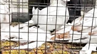 pigeons 2