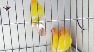 Three Best Breeding Foods For Lovebirds.