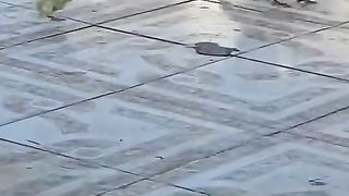 Funnyvideos Funnymike Comedy&Funny Funnyanimals