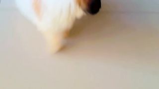 Cute dog 21