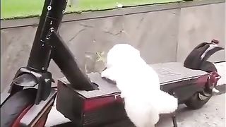 Never give up.. ???? funny pets funny dog