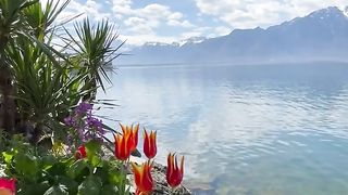 Les_Pléiades_Narcissus_Spring_Trail_-_Montreux_Riviera_[Video]_[Video]_|_Beautiful_nature_pictures,_Beautiful_locations_nature,_Beautiful_nature.