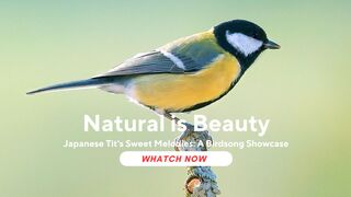 The Japanese Tit's Sweet Melodies: A Birdsong Showcase (Parus minor)