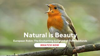 European Robin: The Enchanting Songbird of the Woodlands (Erithacus rubecula)
