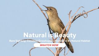 Rare Sighting: Common Grasshopper Warbler in Its Natural Habitat