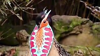 Beautiful Strange bird