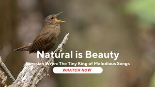 Eurasian Wren: The Tiny King of Melodious Songs (Troglodytes troglodytes)