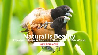 Chestnut Munia: A Beautiful Glimpse into Their World (Lonchura atricapilla)