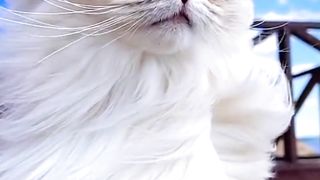 So Cute and Beautiful Lady Cat | Most Beautiful Animal | Wonderful Nature Creation | #nature #viralfebspot