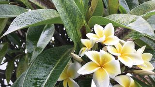 "Fleurs en Mouvement : Une Symphonie Visuelle de Couleurs et de Pétales"