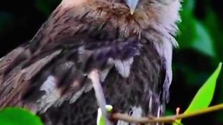Look Carefully |Beautiful Birds | Beautiful World | #nature #febspot