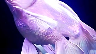 Beautiful Fish in World | Nature Beauty | Ocean World  | #fish #nature #beauty