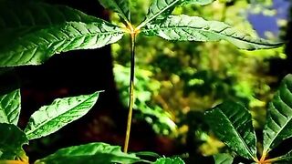 Nature 126