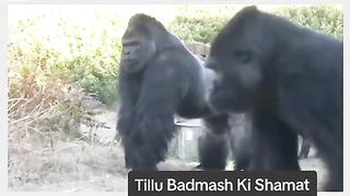 Funny Monkey Viral Video 7